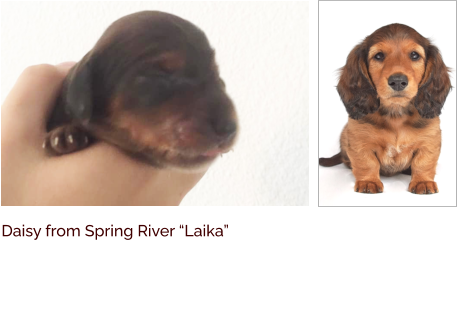 Daisy from Spring River “Laika”