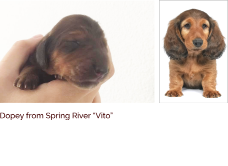 Dopey from Spring River “Vito”