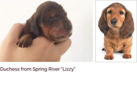 Duchess from Spring River “Lizzy”